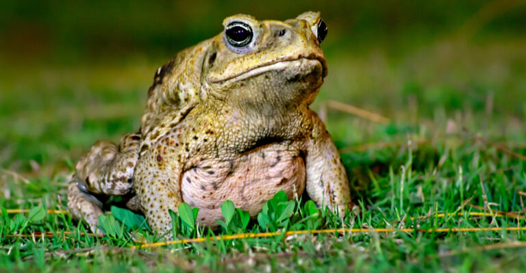 Why Toads Hide In Your Missouri Garden Beds During The Day