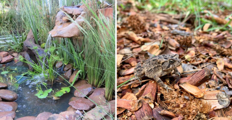 Why Toads In Your Georgia Garden Are Worth Protecting