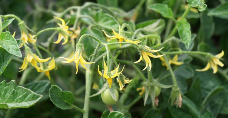 Why Tomato Blossoms Drop In Kentucky Heat Waves, And How To Help