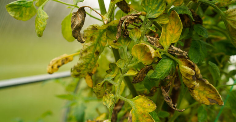 Why Tomato Leaves Turn Yellow In Iowa, And How To Help Them