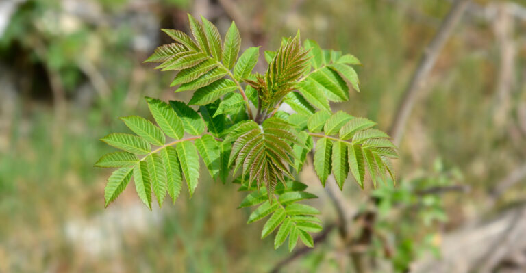 tree of heaven