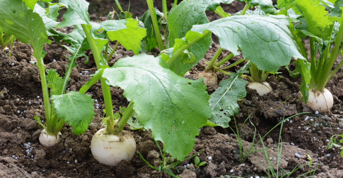 turnips