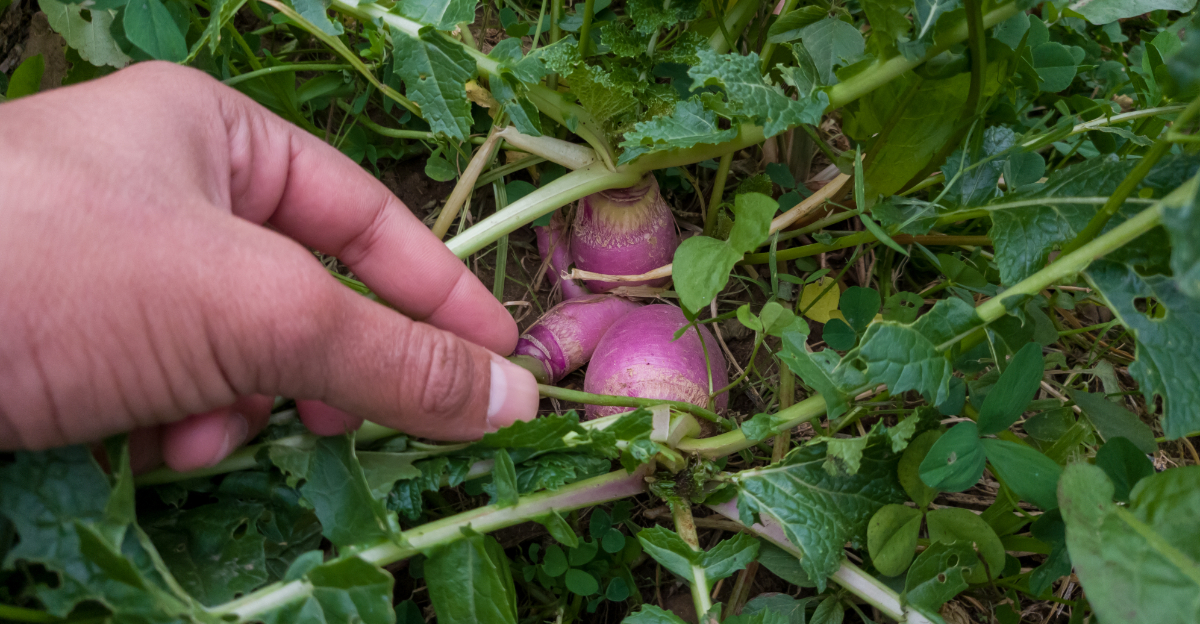 turnips growing