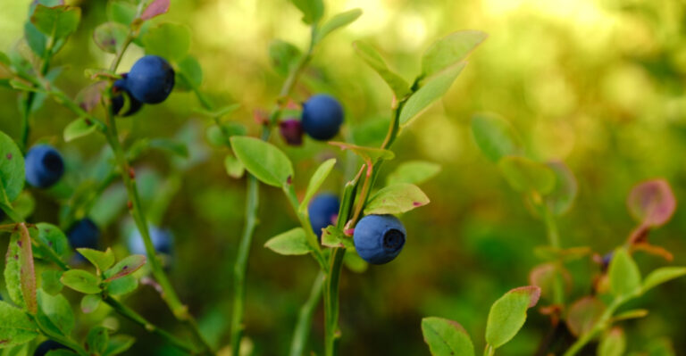 Why Upstate New York’s Blueberry Timeline Is Shifting This Season