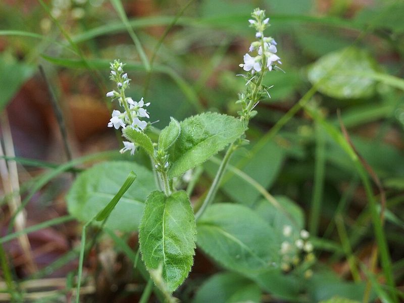 Why Veronica Officinalis Thrives As A Ground Cover In Tennessee