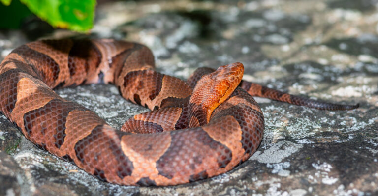 8 Reasons Virginia Copperheads Are Showing Up In Backyards This Summer