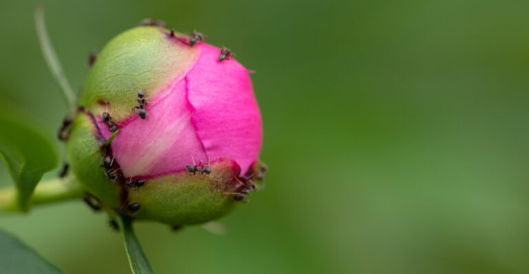 Why Virginia Peonies Attract So Many Ants And What It Means For The Plant