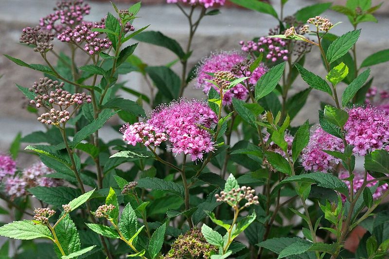Why Virginia Sweetspire Outperforms Spirea Why Virginia Sweetspire Outperforms Spirea