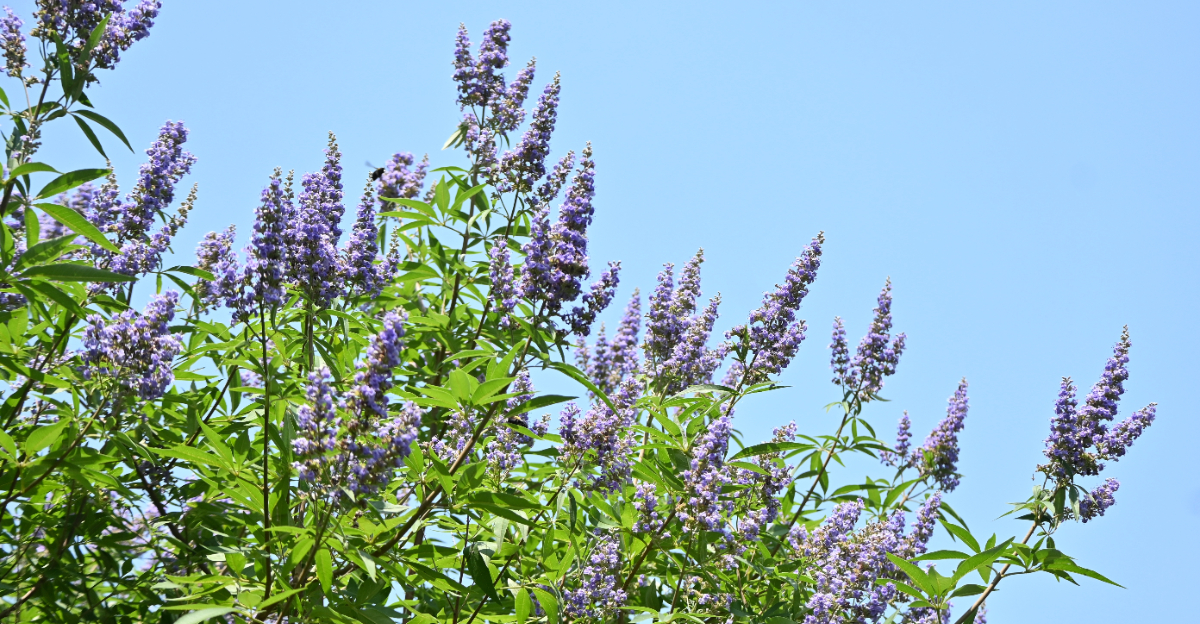 Vitex Trees (featured image)