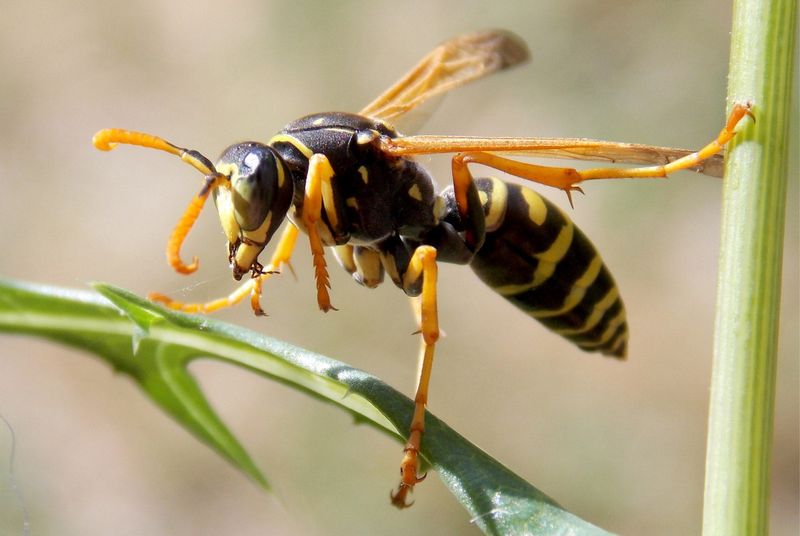 Why Wasps Visit Patios Why Wasps Visit Patios