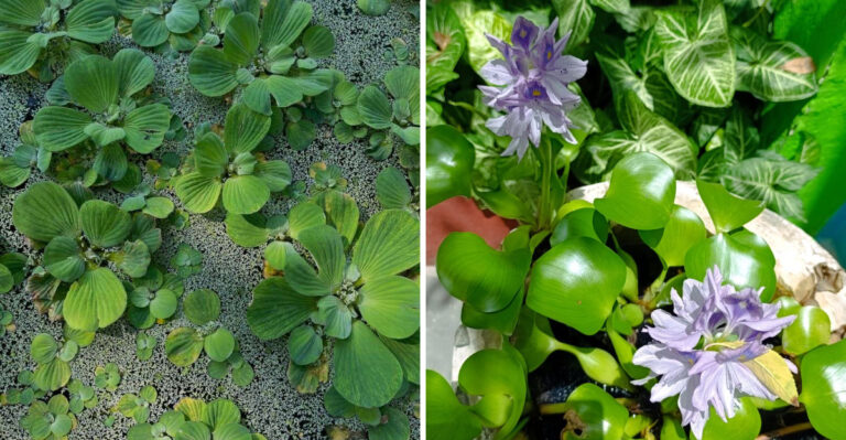 Why Water Lettuce And Water Hyacinth Are A Bigger Backyard Pond Problem In Michigan Than They Look