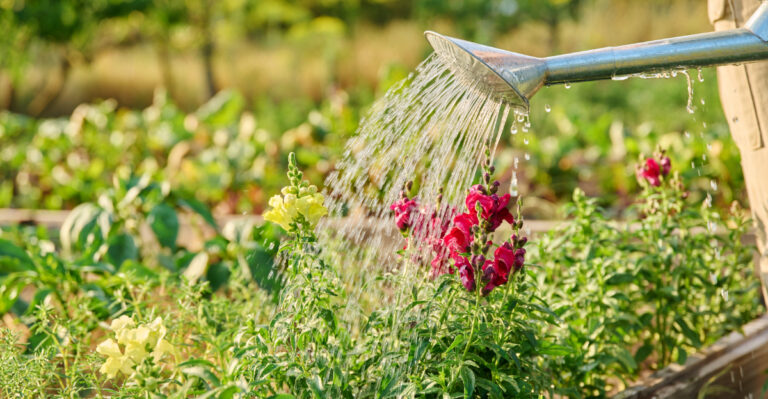 Why Watering At Noon Puts California Plants At Risk During Heat Waves