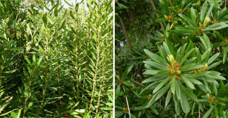 Why Wax Myrtle Makes A Better Privacy Screen Than Ligustrum In Georgia
