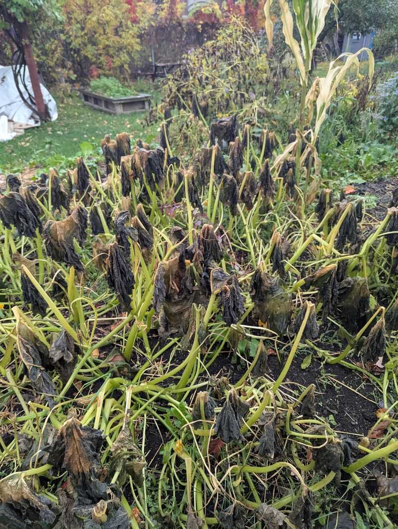 Why Wilting Spreads So Fast Once Infected