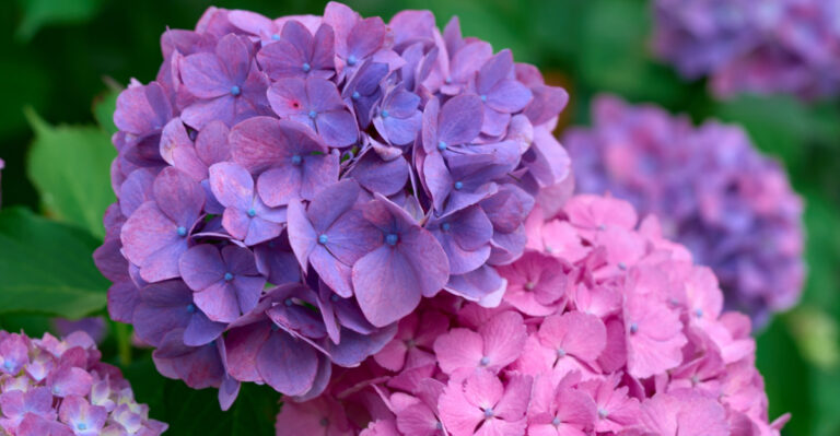 Why Wyoming Yards Are The Wrong Place For Certain Hydrangea Varieties