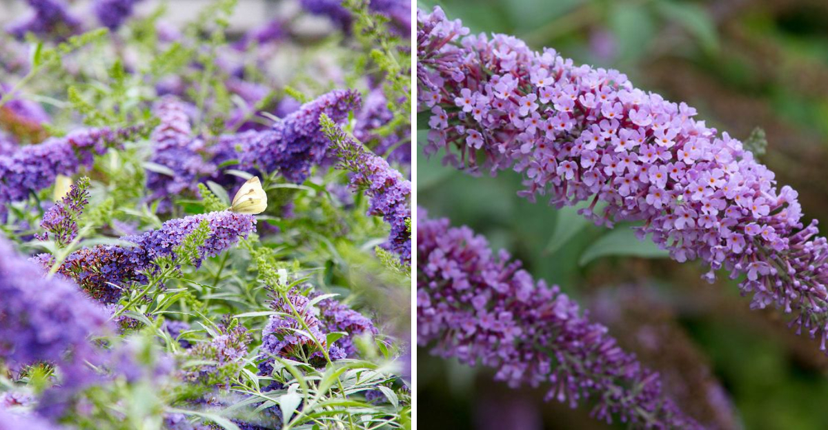 butterfly bush