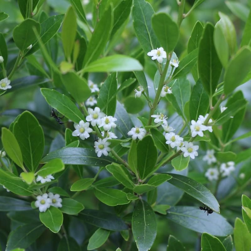 Why You Usually Need Both Male And Female Plants Why You Usually Need Both Male And Female Plants