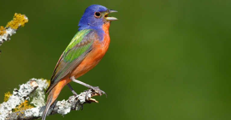 Why Your Alabama Yard Is Missing Painted Buntings And What Finally Brings Them In