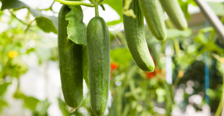Why Your California Cucumbers Turn Bitter During Heat Waves