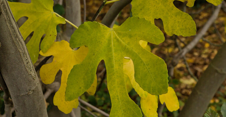 Why Your California Fig Leaves Turn Yellow During Hot Spells