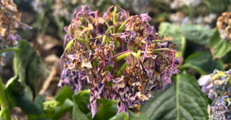 Why Your California Hydrangeas Are Drooping During This Week’s Heat (And What To Do)