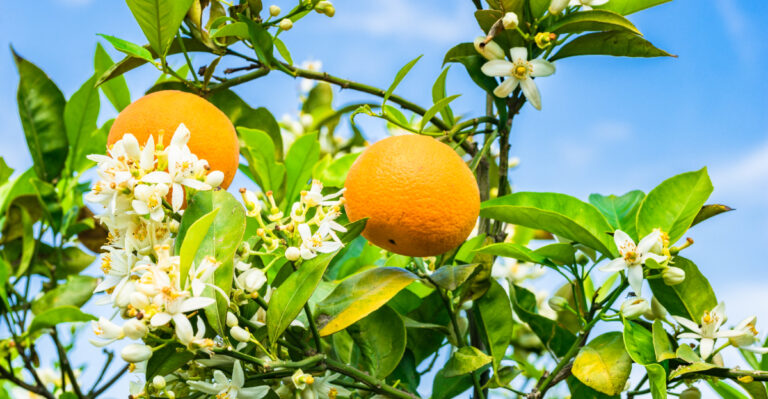 Why Your California Orange Tree Flowers But Fruit Falls Off Early