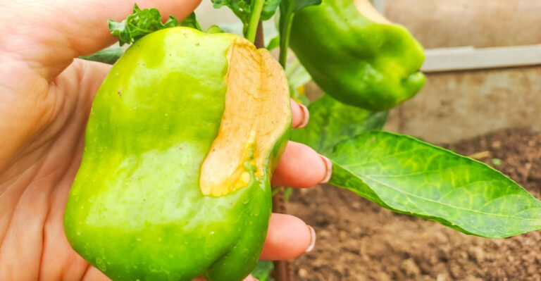 Why Your California Peppers Get Sunscald And How To Prevent It