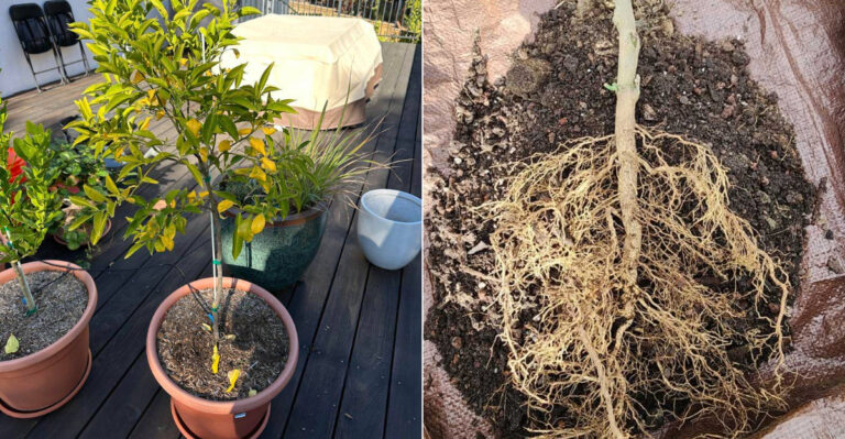 Why Your California Potted Citrus Dries Out Faster Than You Expect