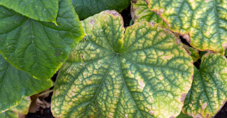 Why Your Cucumber Plant’s Leaves Are Turning Yellow