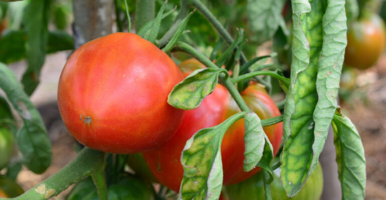 Why Your Florida Garden Looks Exhausted In Mid July And What Actually Helps
