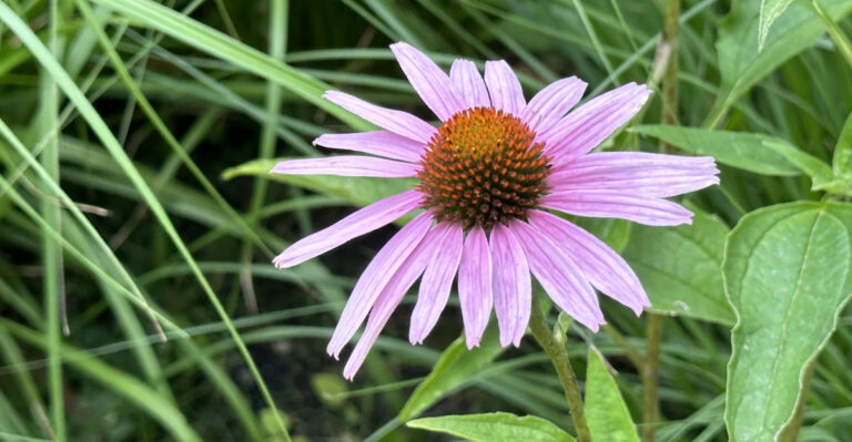 coneflower (featured image)