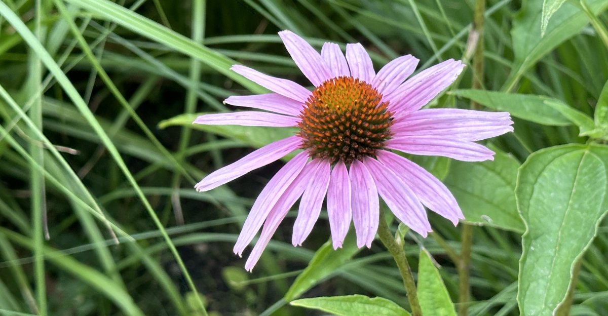 coneflower (featured image)
