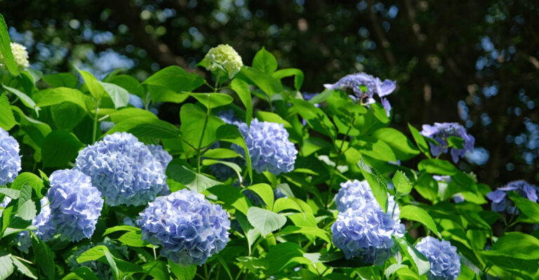 Hydrangeas (featured image)