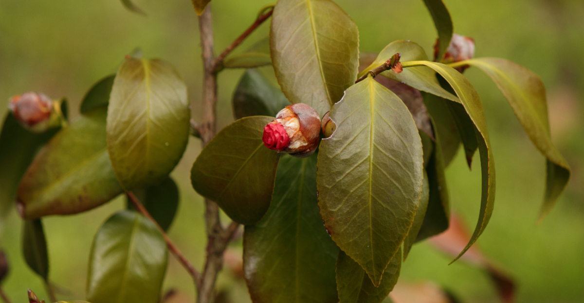 camellia buds