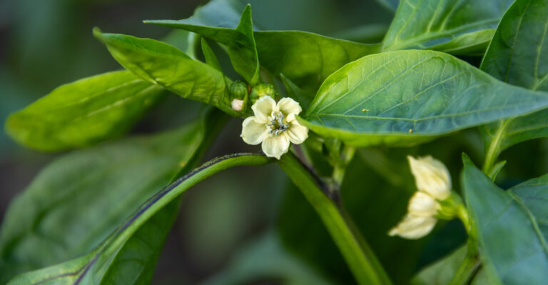 Why Your Texas Peppers Stop Setting Fruit When Nights Stay Above 75°