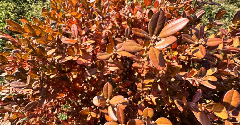 Why Your Virginia Boxwoods Are Turning Bronze And What To Do Before Fall