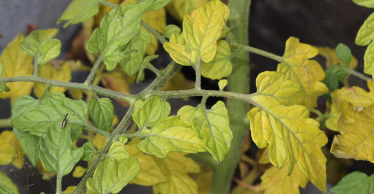 Why Wisconsin Tomato Leaves Turn Yellow (And How To Fix It)