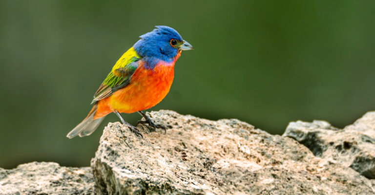 Why You’re Not Seeing Painted Buntings In Your Oklahoma Yard And What Brings Them In