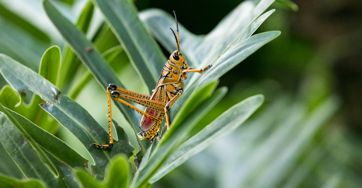 Grasshoppers (featured image)