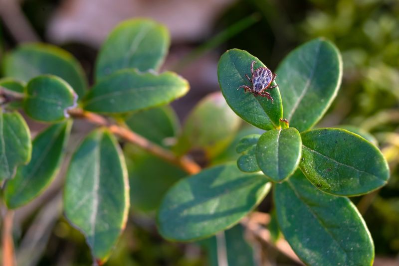 Why a Living Shrub Does Not Make a Tick Barrier Why a Living Shrub Does Not Make a Tick Barrier