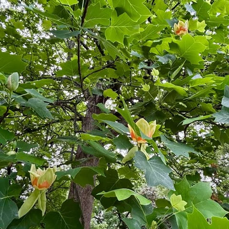 Wide Canopies Need Room To Spread