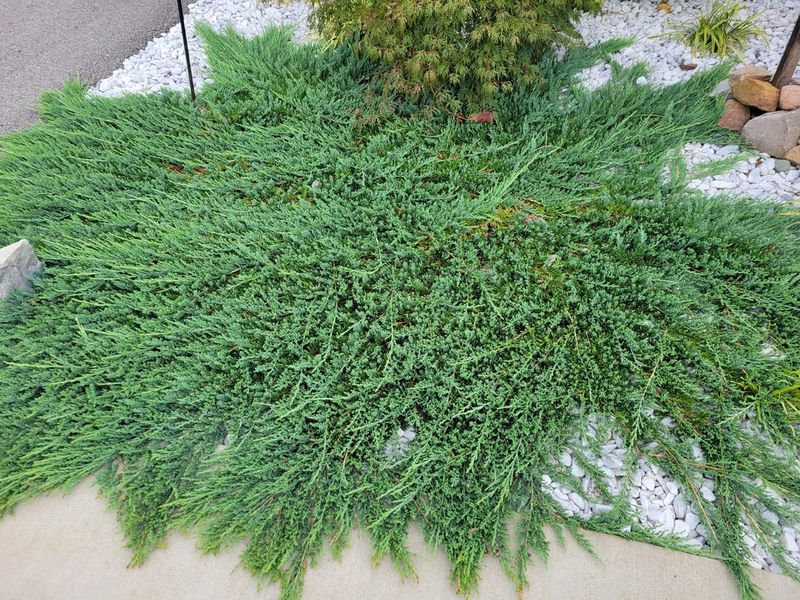 Wide Spacing Prevents Crowded Growth Wide Spacing Prevents Crowded Growth