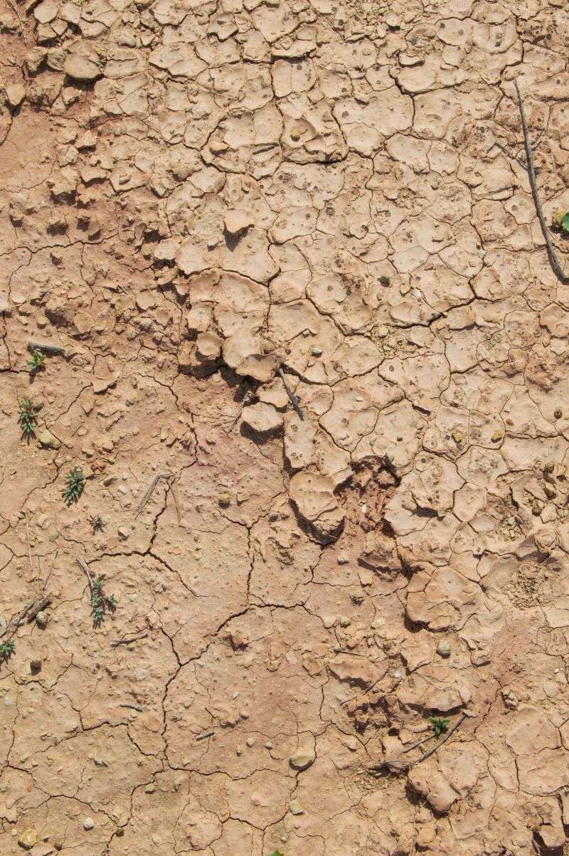 Widespread Drought Has Drained Soil Moisture