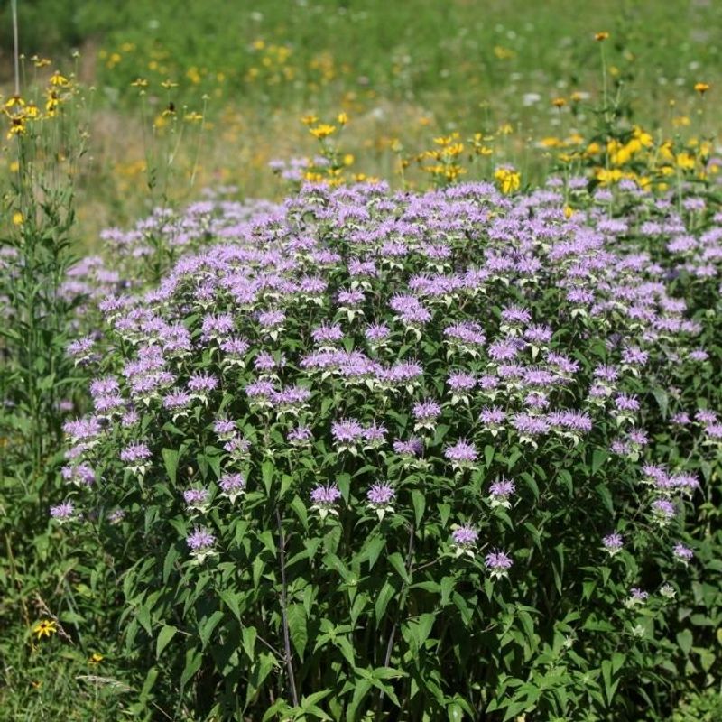 Wild Bergamot