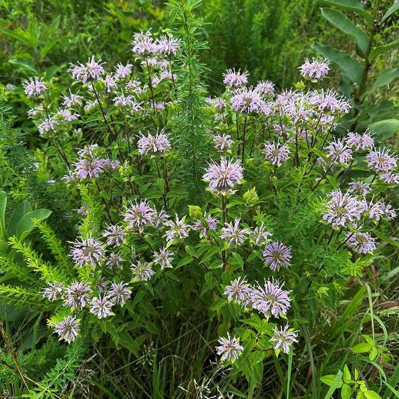 Wild Bergamot