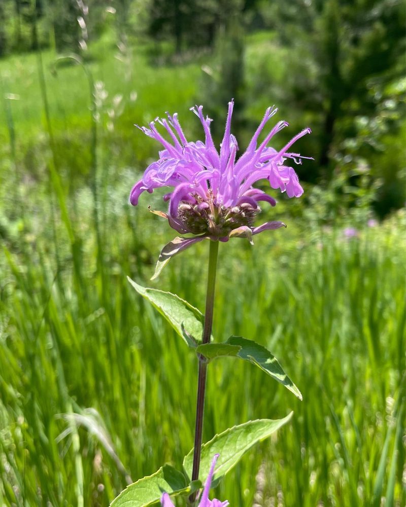 Wild Bergamot Wild Bergamot