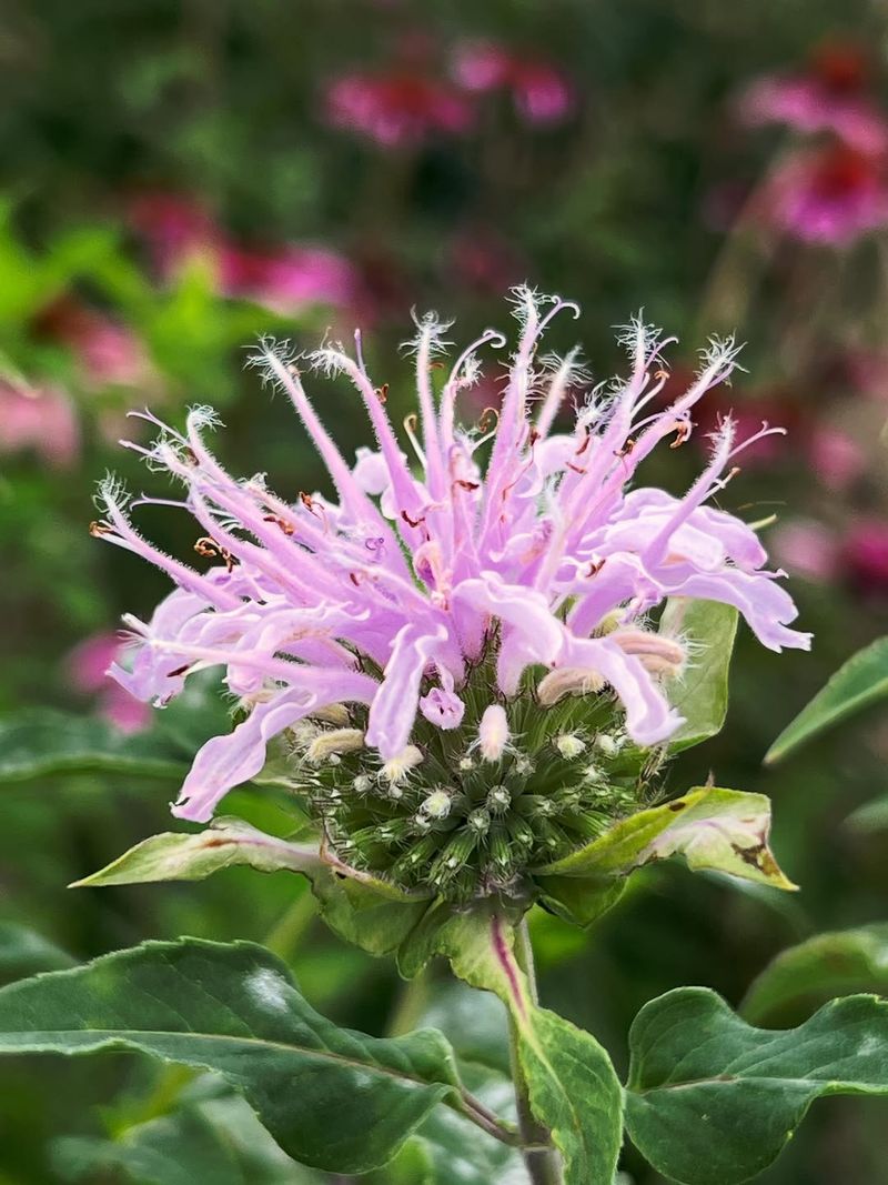 Wild Bergamot Wild Bergamot