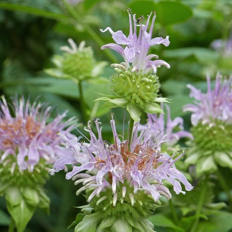 Wild Bergamot Fills Beds With Soft Color