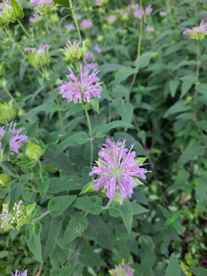 Wild Bergamot Handles Lean Soil