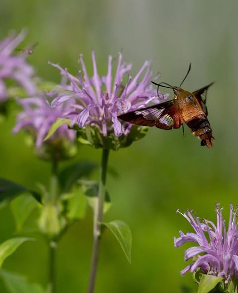 Wild Bergamot Provides A Long Summer Flowering Period